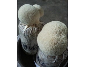 猴頭菇菌種、菌棒、原種