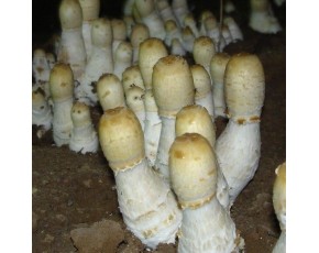 姬菇菌種、菌棒、原種