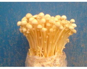 金針菇菌種、菌棒、原種