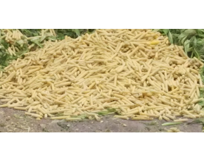 提高超甜玉米芯，玉米殼