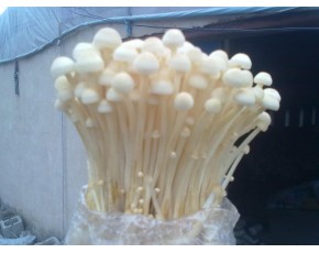 金針菇菌種、菌棒、原種