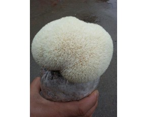 猴頭菇菌種、菌棒、原種