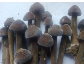 黑皮雞樅菌