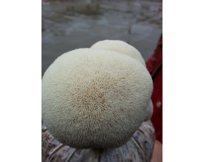 猴頭菇菌種、菌棒、原種