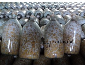 優(yōu)質蜜環(huán)菌菌種 玉米蜜環(huán)菌 熱銷天麻菌種 蜜環(huán)菌栽培種