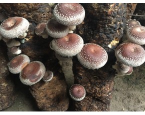 大量供應808香菇