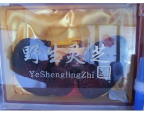 精品野生靈芝