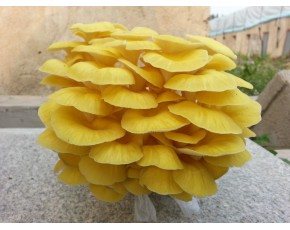 榆黃菇菌種、菌棒、原種、母種