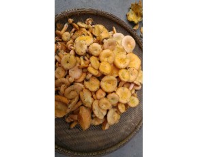 樅樹菌