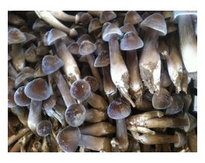 黑皮雞樅菌種菌棒產(chǎn)品現(xiàn)貨供應(yīng)