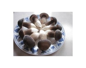 黑雞樅菌種菌棒產(chǎn)品現(xiàn)貨供應