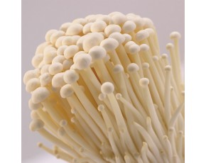 金針菇生產(chǎn)原料甘蔗渣