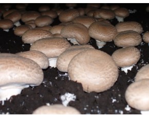 大量生產(chǎn)褐菇