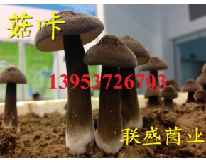冬季珍惜有機黑皮雞樅菌