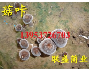 黑皮雞樅菌栽培技術