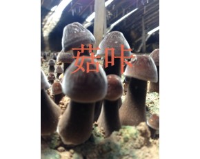 新鮮黑皮雞樅菌