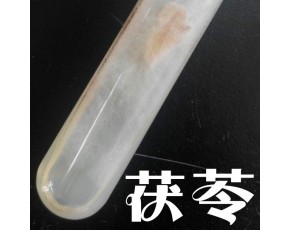 珍稀食用菌菌種 茯苓試管種 伏苓母種 茯靈一級種 茯菟茯蕶