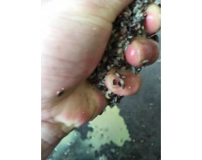 新疆棉殼價(jià)格繼續(xù)上漲