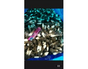 黑雞樅菌鮮菇大量上市每斤18-28元