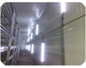 >5年壽命，3年質(zhì)保，高品質(zhì)產(chǎn)品，志誠(chéng)-LED食用菌菇房照明系統(tǒng)規(guī)劃師