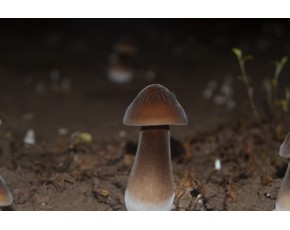 黑皮雞樅菌