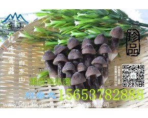 虎掌菌 黑皮雞樅菌優(yōu)質(zhì)食材綠色產(chǎn)品						