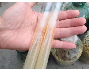 2016年羊肚菌菌種 羊肚菌一級試管母種