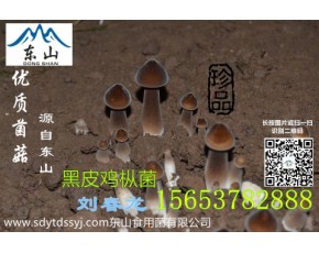 雞樅菌種植技術(shù)黑皮雞樅菌報價食用菌特產(chǎn)						