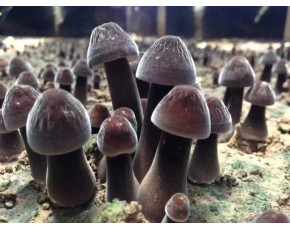 黑雞樅菌鮮菇大量上市每斤18-23元