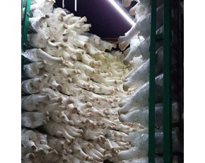 發(fā)酵甘蔗渣，菌類栽培基質(zhì)甘蔗渣、無農(nóng)藥殘留保水性好