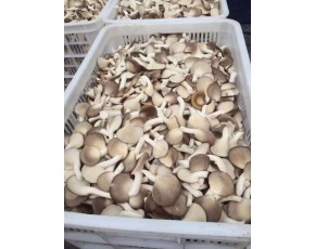 廠家大量供應(yīng)優(yōu)質(zhì)秀珍菇
