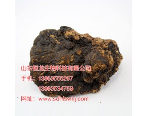 薄樹靈芝