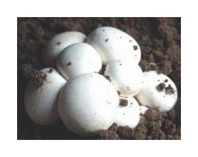 大量供應(yīng)雙孢菇