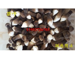 黑皮雞樅菌