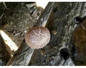 基地直供野生香菇干量大，歡迎來人來電咨詢