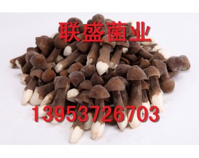 黑皮雞樅菌栽培技術(shù)