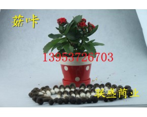 黑皮雞樅菌