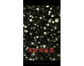 黑皮雞樅菌種植推廣