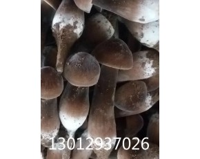 黑皮雞樅菌種植