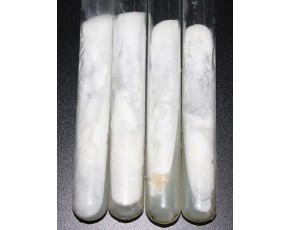 灰樹花 菌種 母種 絨絨嘉園