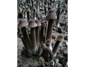 黑皮雞樅菌招商