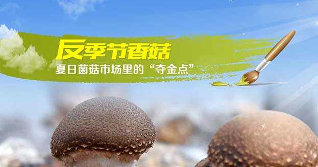 夏日菌菇市場里的“奪金點(diǎn)”