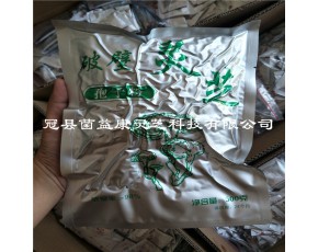 山東冠縣靈芝產(chǎn)地供應(yīng)500g靈芝孢子粉破壁