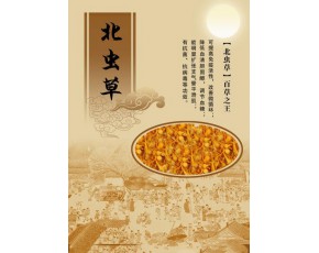 北蟲草