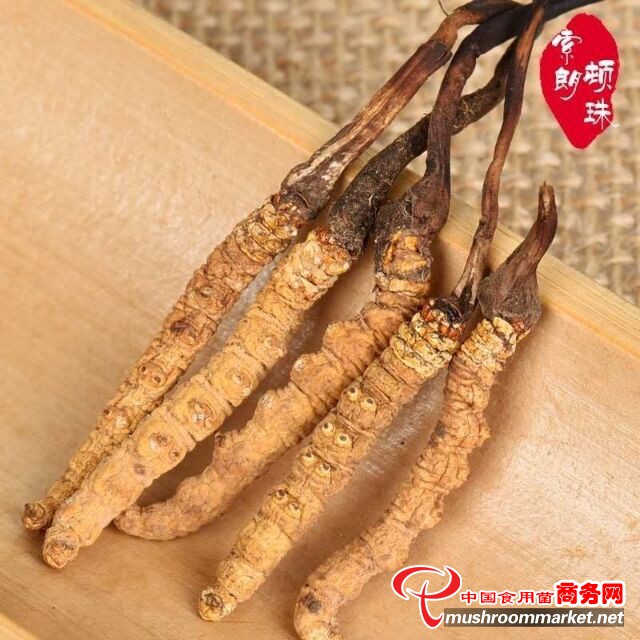 冬蟲夏草的功效與價格