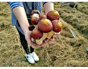 干、鮮球蓋菇