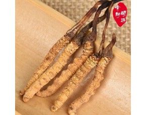 冬蟲(chóng)夏草