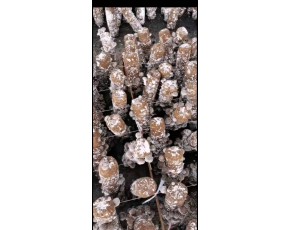長(zhǎng)期大量供應(yīng)各等級(jí)香菇鮮品