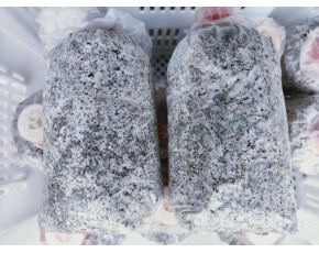 秀珍菇、平菇栽培種