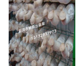 海南省食用菌出菇網(wǎng)格架 工廠化出菇房網(wǎng)格架 猴頭菇可移動出菇網(wǎng)格架